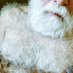 Hairygrandpa💞💞💕 (@hairygrandpa11) Twitter profile photo Hairygrandpa💞💞💕 (@hairygrandpa11) Twitter profile photo