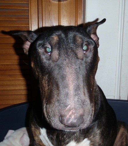 I am a large handsome English Bullterrier, I like sleeping and eating tripe hair serum a4 paper and my owners dinner