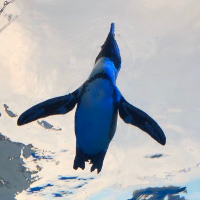 株を学ぶペンギン 本日やっとプラ転しました コロナショック前に購入したオリックス Ntt 双日は相変わらず含み損ですが 全国保証が引っ張っててくれて助かってます 株を学ぶペンギン 本日やっとプラ転しました コロナショック前に購入したオリックス Ntt 双日は相変わらず含み損ですが 全国保証が引っ張っててくれて助かってます