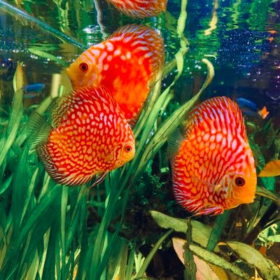 Polypterus_'s profile picture. H2.G 小型水槽〜古代魚まで、熱帯魚好きです^ ^同じ組合熱帯魚好きの人も仲良くしましょう(b*'Д')b