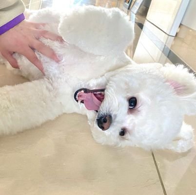 Park Seo Joon's lovable fluffy dog, Simba, a bichon frise breed. Fan account.