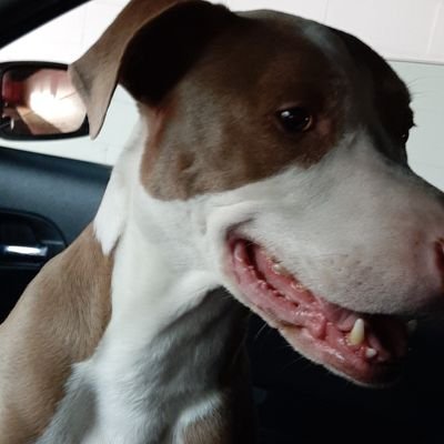 Fluffysnoballs's profile picture. Hello peoples my name is Danny I love video games, horror movies, anime, I'm chill and just want to have fun.