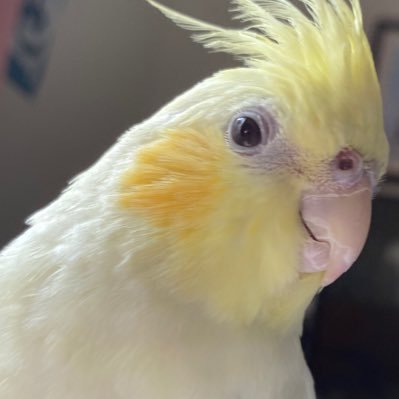 カタツムリさんのプロフィール画像