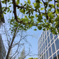 四国大学文学部日本文学科🌳 (@snichibun) 's Twitter Profile Photo