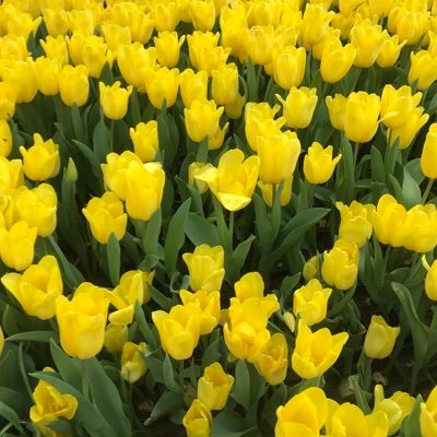 kawinishappy's profile picture. #เด็กดื้อ