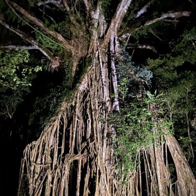 yellov19's profile picture. バレー部 電電