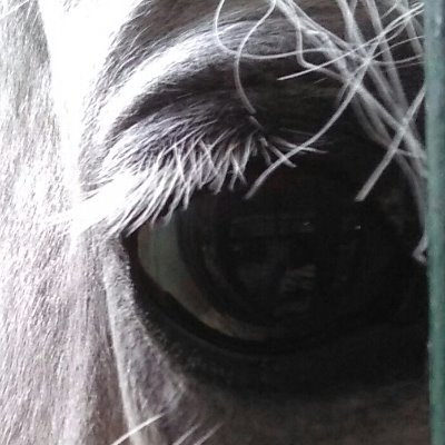 BostonGirlSpain's profile picture. Surgical research & Dressage

Lost both grandfathers to fascism