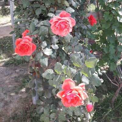 I would like to learn Turkish and persian basics .help me for the sake of God.