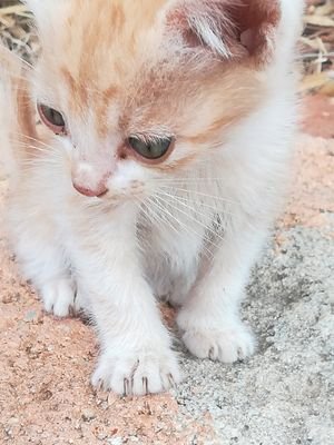 zarzoupe's profile picture. Nadine la Bisontine. Je m´essaie à l´aquarelle, technique mouillé sur mouillé. Je lis romans et sciences humaines. Nature, retraite.