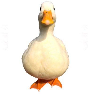 Call_duck_k Profile Picture