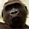 MonkeyAnomalous's profile picture. Angry monkey with passionate views about almost anything. I'm not conspiracy theorist, you are dumb.