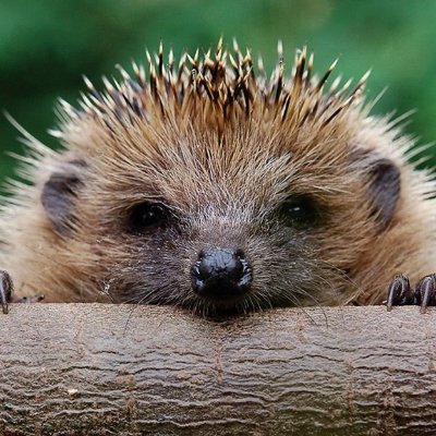 Wildlife enthusiast, Hedgehog Champion, bird watcher, in to heritage & cultural buildings, sci fi nut, follower of Charlton Athletic and lover of 80's music!