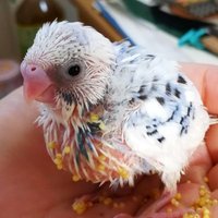 さじぽじあまぴ@セキセイインコ (@incosajio) Twitter profile photo