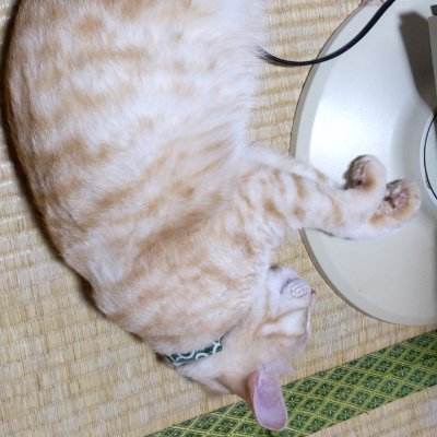 NEKO_2732's profile picture. いやー暇だな〜
無断フォローすみません