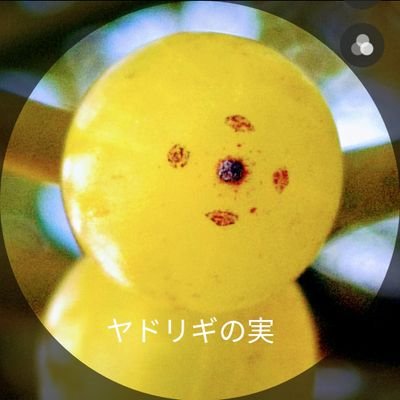 ヤドリギ ｢日々是好日｣さんのプロフィール画像