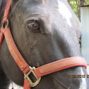 Pam Harper - @Harperhouses - Twitter