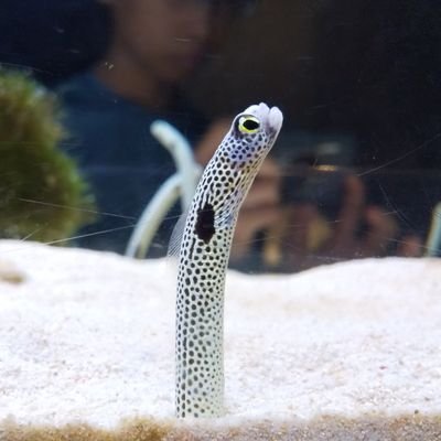 mooloolaba6's profile picture. しょこたんが好き。