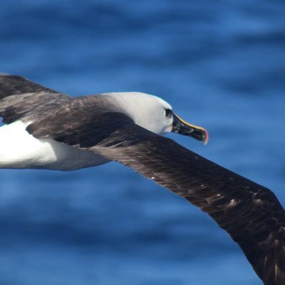 Conservobot's profile picture. Twitter bot bringing you the best (worst?) buzzwords for your conservation conversations. Not an original idea, just a stupid project by someone learning python