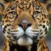 Thiago Thiago (@156839234d634c5) Twitter profile photo Thiago Thiago (@156839234d634c5) Twitter profile photo