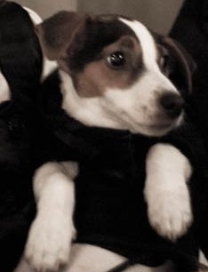 robogat's profile picture. 