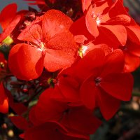 @FSSA.org.uk (@ukfssa) 's Twitter Profile