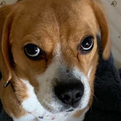 Hideo 軽貨物ウーバーイーツ武蔵村山 Pipiropaparo Twitter