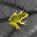 Carol Strauss - @Mothertoad - Twitter