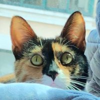 叶 (@why_mzt_so_cute) Twitter profile photo