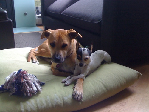 thedogandblog's profile picture. follow the dog and blog as we chronicle our survival under the oppressive rule of our strange and peculiar four-legged captors 
kona-4lb chihuahua
indie-mutt