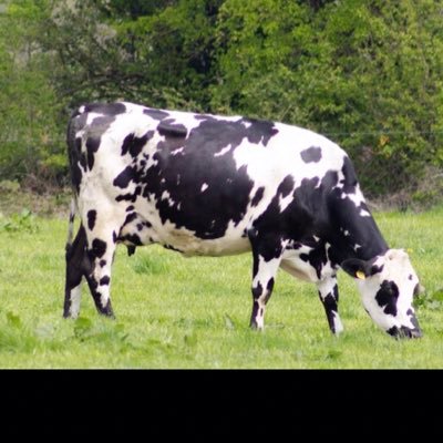 Passionate grass based dairy farmer. Converting lush pastures to quality milk through collaborative farming.