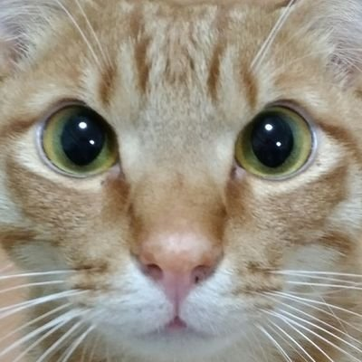 hanahuruhuru's profile picture. 抜け毛と戦ってます