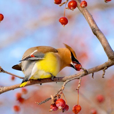 PhD Student! NDSU! I'm interested in Life History Trade-offs and Eco-physiology in birds. HOPS are Awesome!! #Birds #Ornithology @heidingsparrow