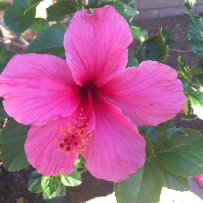 Wildkat_8's profile picture. 🌷🌻🌷🌻🌷🌻🌷