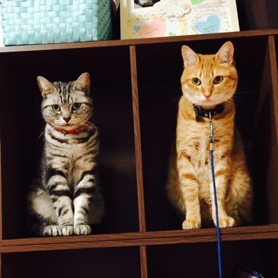 嵐ロス智ロスで低迷中😭猫大好き😸オーちゃん(♂保護猫ミックス15歳)ミミちゃん(♀アメショ14歳)と暮らしてます。猫好きさんと繋がりたい😽無言フォロー大歓迎😼無言フォロー等色々失礼します🙏無断転載&勧誘&DMのやり取り❌🙇♀️平日は仕事で忙殺の為不定期ですがほぼ猫の事呟きます😾よろしくお願いします😸