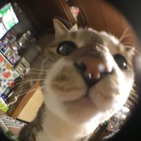 こたのん🍏 (@r6ii7cikcwoerg2) 's Twitter Profile