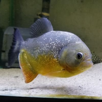 Fish Kingdom
Tropical Fish
Exotic Fish
Fish Rare
Predator Fish
Cichlid FIsh
https://t.co/uSfn0Mts9m
https://t.co/GsXAOLmG4y