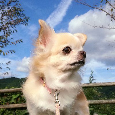 癒し系チワワんカンナの V Twitter きょうは雨で散歩ができない ヒート後の想像妊娠 偽妊娠 のつわりで食欲不振 ご飯を食べられない 写真はトリーツをベッドに隠しているとこw 犬 想像妊娠 偽妊娠 つわり 食欲不振