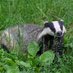 trash panda (@sconnite) Twitter profile photo trash panda (@sconnite) Twitter profile photo
