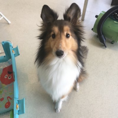 REN19908908's profile picture. アズレン ゼンゼロ スターレイル ポケポケ シャドバ NIKKE ステラソラ