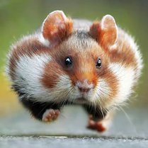 svetlyi__'s profile picture. Full stack 😀