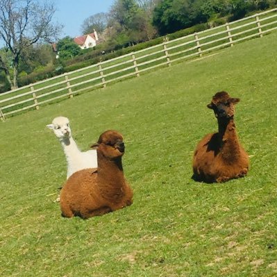 Anstey Alpacas is about sharing those special moments with friends and family and especially our beautiful alpacas and their friends. #Ansteyalpacas
