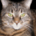 Maime (@maimecat) Twitter profile photo Maime (@maimecat) Twitter profile photo
