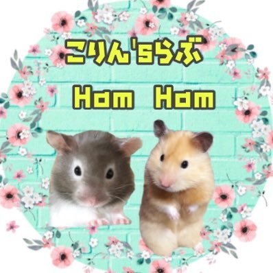 飼い主、こりんです🤗⭐️ 主にハムスター投稿🐹その他動物も好き💕 YouTube更新は気まぐれです😯