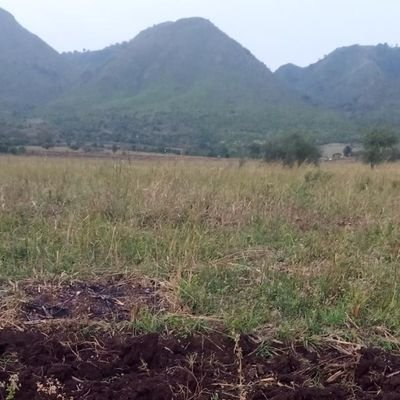 tomrimui's profile picture. Solving what we can agriculturally. #018 #farmer #Godaboveall