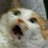 MemesDeGato1's profile image