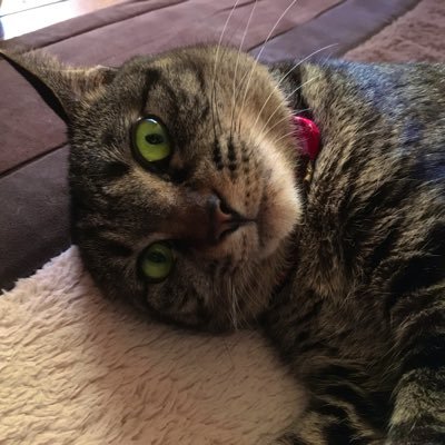 キジ猫と楽しく暮らしたい Kijinekoto Twitter キジ猫と楽しく暮らしたい Kijinekoto Twitter