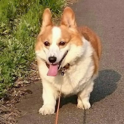 klP6on3jM6W8rjT's profile picture. 大好き💕コ―ギ―🐶くるみちゃん🐶10歳👧
大好き💕仕立屋甚五郎着物👘
お気軽にフォローして下さい(^-^)/無言フォローすみませんm(__)m😂🙇