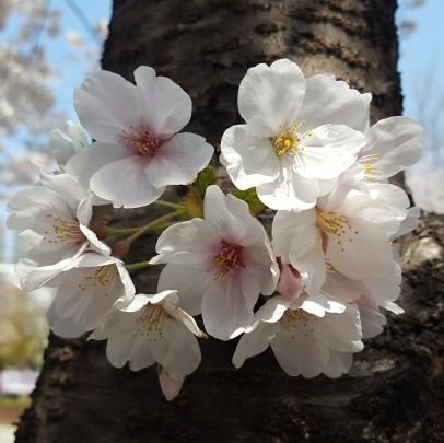 SEVENTEEEN526's profile picture. 세븐틴, 몬스타엑스, 루시, 데이식스 좋아하는 빠순이