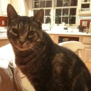 BooglesTheCat's profile picture. My name is Boogles, I'm 16 years old, and mildly overweight