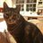 BooglesTheCat's profile image